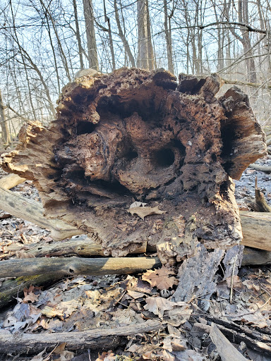 Sycamore Shelter - Thumbnail