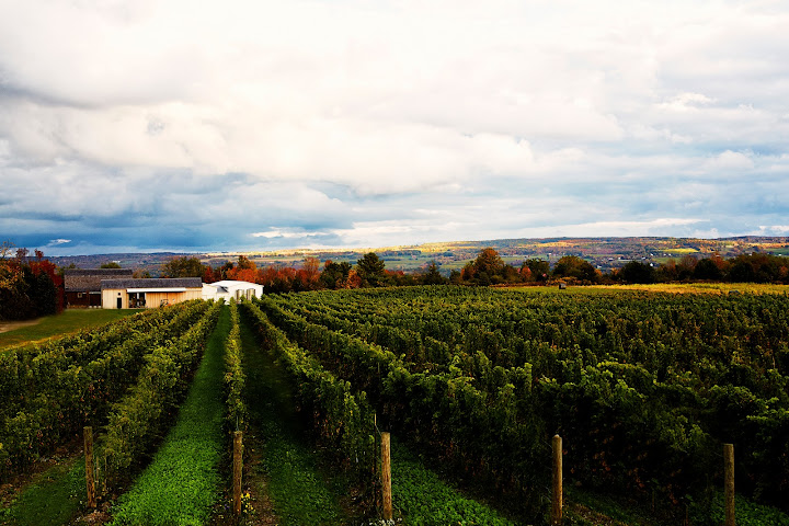 Hermann J. Wiemer Vineyard by null