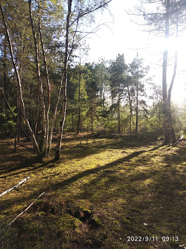 Forêt communale Appoigny