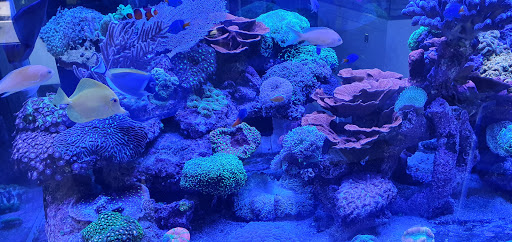 Coralsproject - Visual