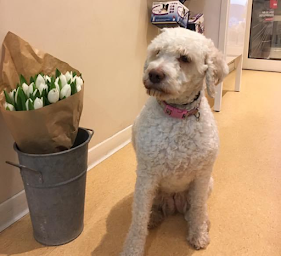 Photo n°16 de Clinique Vétérinaire du Ray - Dr NGUYEN Lan, Dr POITRENAUD Caroline, Nice à Nice (Clinique vétérinaire)