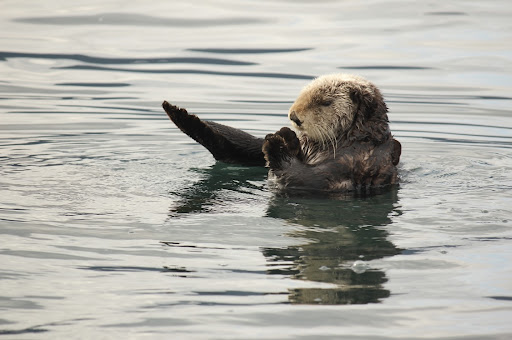 Seabird Ventures - Thumbnail