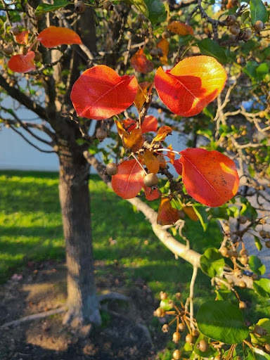 Three Apples School - Visual