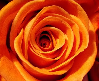 Dial A Rose - Visual