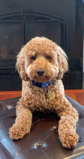 Pawz & Clawz Grooming Gallery - United States
