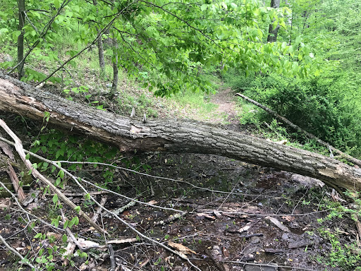 Holly Springs Trail