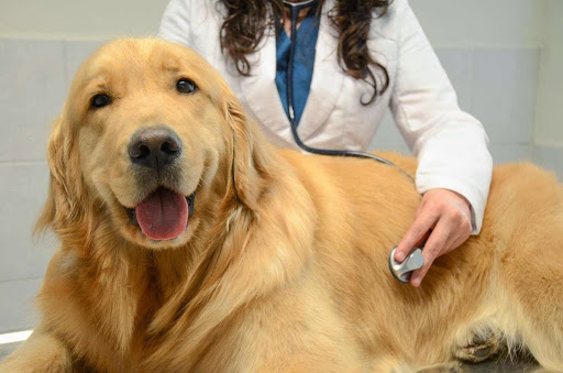 Hospital Veterinario Animal Home Coapa 24 horas