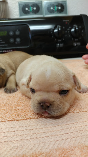 Umpqua Valley Kennels French Bulldogs - Thumbnail