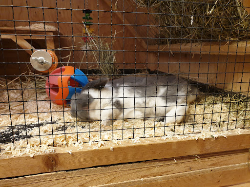 Teddytassens Rabbit & Farm Shop Gallery - Sweden