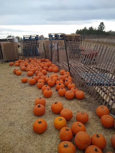 Colorado Pumpkin Patch