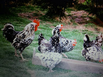 La Ferme des Bosquets à Elbeuf-en-Bray