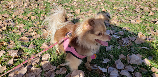 Corrales Veterinary Clinic - Thumbnail