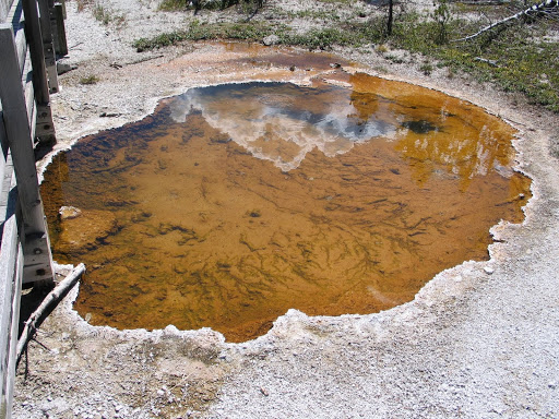 Mimulus Pool - Visual