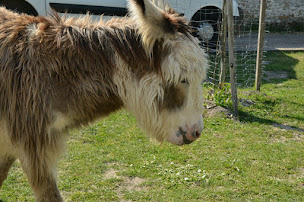 Photo n°21 de CENTRE EQUESTRE PONEY CLUB DE RAMBOUILLET à Rambouillet (Centre équestre)