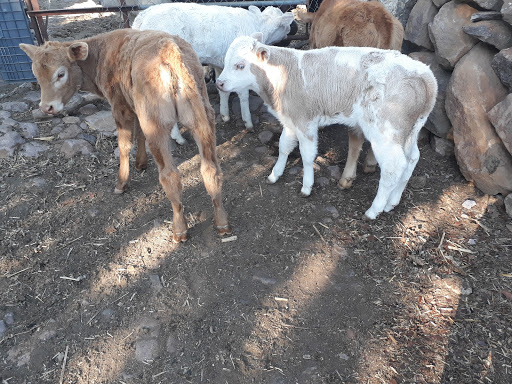 El Jarano (Servicios y Soluciones Médico Veterinario Zootecnistas)