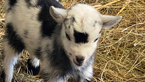 Middle England Farm Alpacas and Care Farm