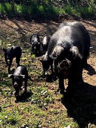 Photo n°5 de La Ferme de Dront (Boutique) à Anost (Magasin de produits de la ferme)