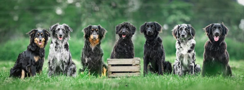 Hundeschule und Mehr Aachener Str. 1413, 50859 Köln, Deutschland