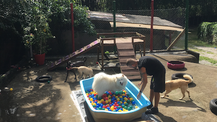 Hospedagem de cães Império dos bichos