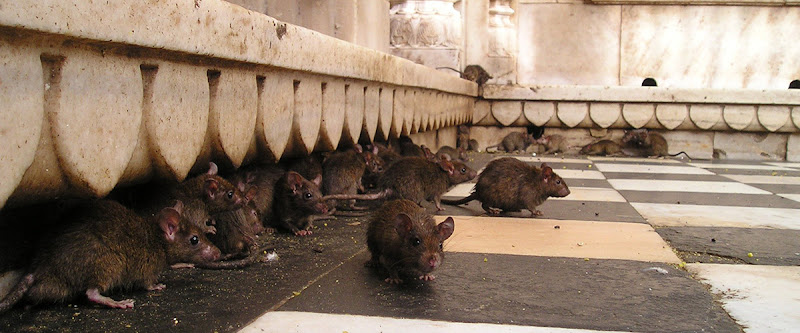 RA.BE-Hygiene Schädlingsbekämpfung GmbH