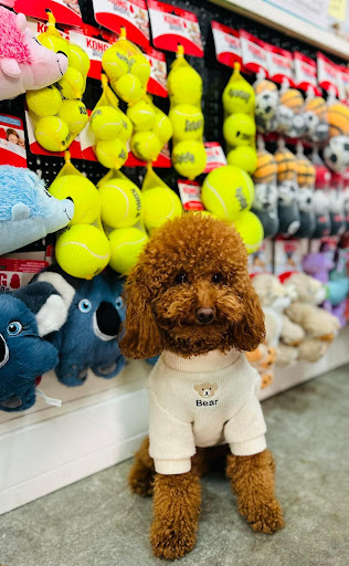 Quel Pet Shop - Visual