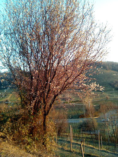 Cimitero Centro - Gussago - Thumbnail