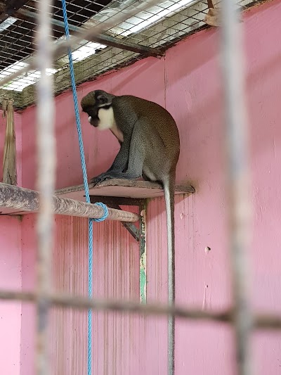 Photos of Monkey Forest Reserve