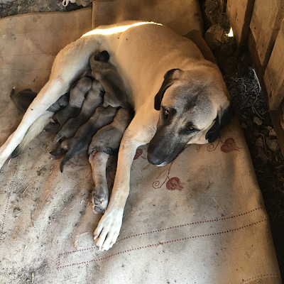 Aksaray Malaklı raising the Malakl Dog Farm