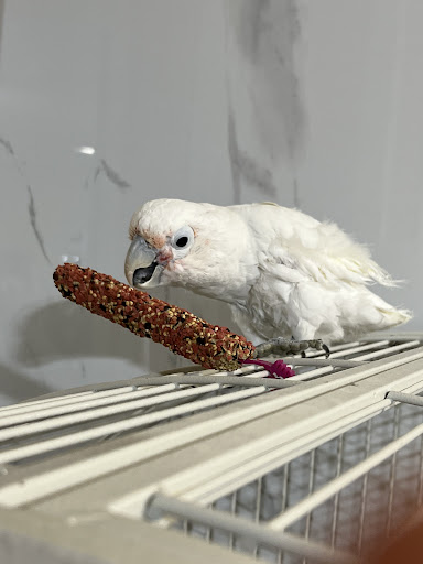 Parrot Cabana - Thumbnail