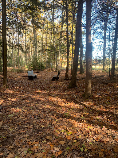 Labyrinth in the Woods - Thumbnail