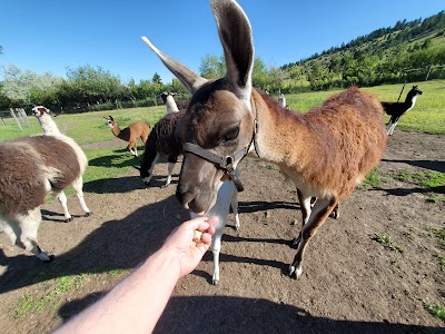 Montana Llama Guides of Bozeman