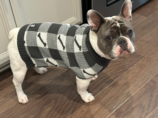 Southern Frenchies and Sons Gallery - United States