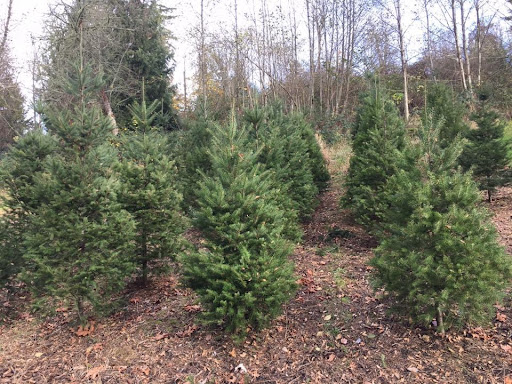 Ohop Ridge Christmas Tree Farm Logo