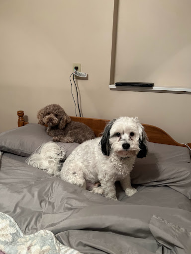 Acre Hill Veterinary Clinic