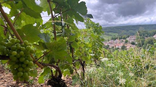 Hill of Corton - Thumbnail