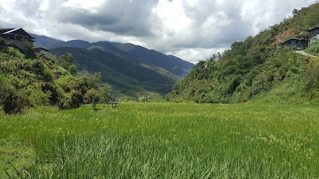 Hapao Rice terraces