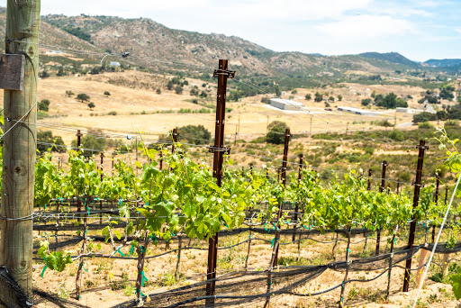 Crystal Hill Vineyard - Thumbnail