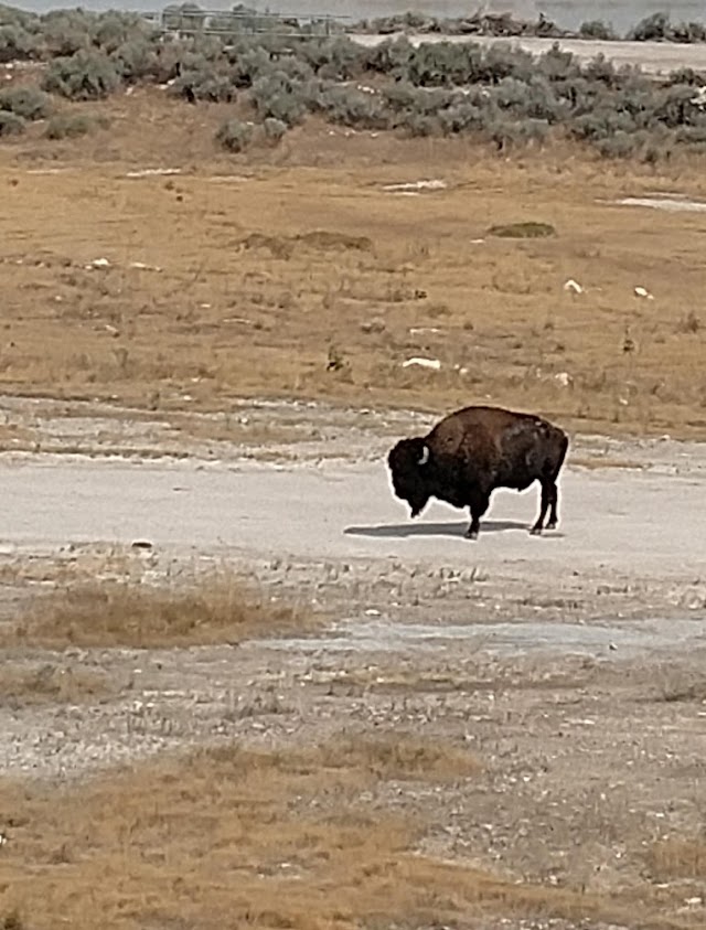 Parc d'État d'Antelope Island
