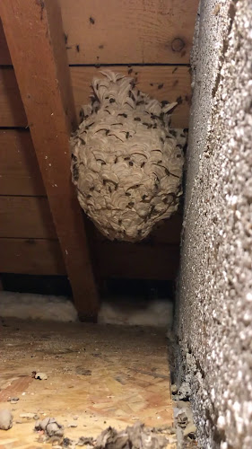 Opinii despre Guêpes-Apens în Dole - Autre