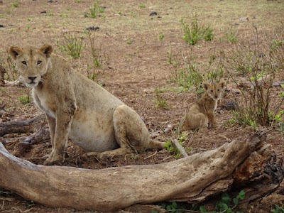 Photos of African Bush & Beach Adventures