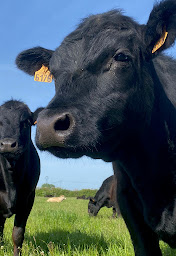 Photo n°7 de Angus Loire Anjou & GAEC Du Pré Neuf à Noyant-Villages (Agriculteur)