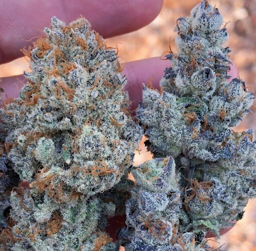 420 Bud