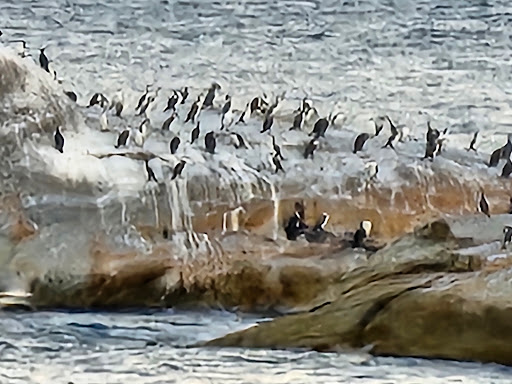 Governor Island Marine Reserve - Thumbnail
