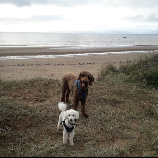 Dirty Mutts Dog Walking and Daycare - Thumbnail