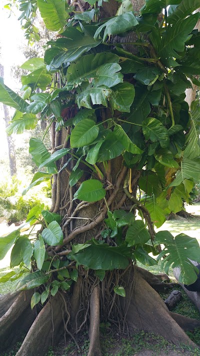Photos of Beija Flor