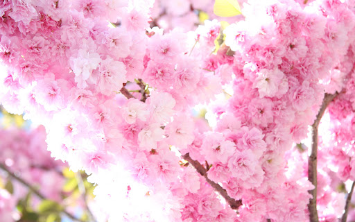 Brides & Blooms - Thumbnail