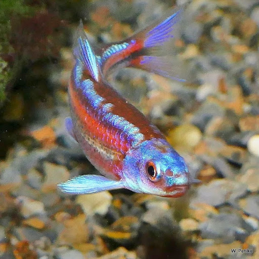 Regenbogenelritze Springbarsch, Teichfischzucht, Nordamerikanische Zierfisch-Raritäten