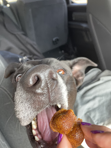 Bingo's Barkery & Pampered Pups Salon LLC - Thumbnail