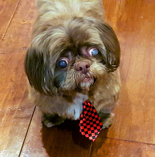 Animal Eye Care, inc - Thumbnail