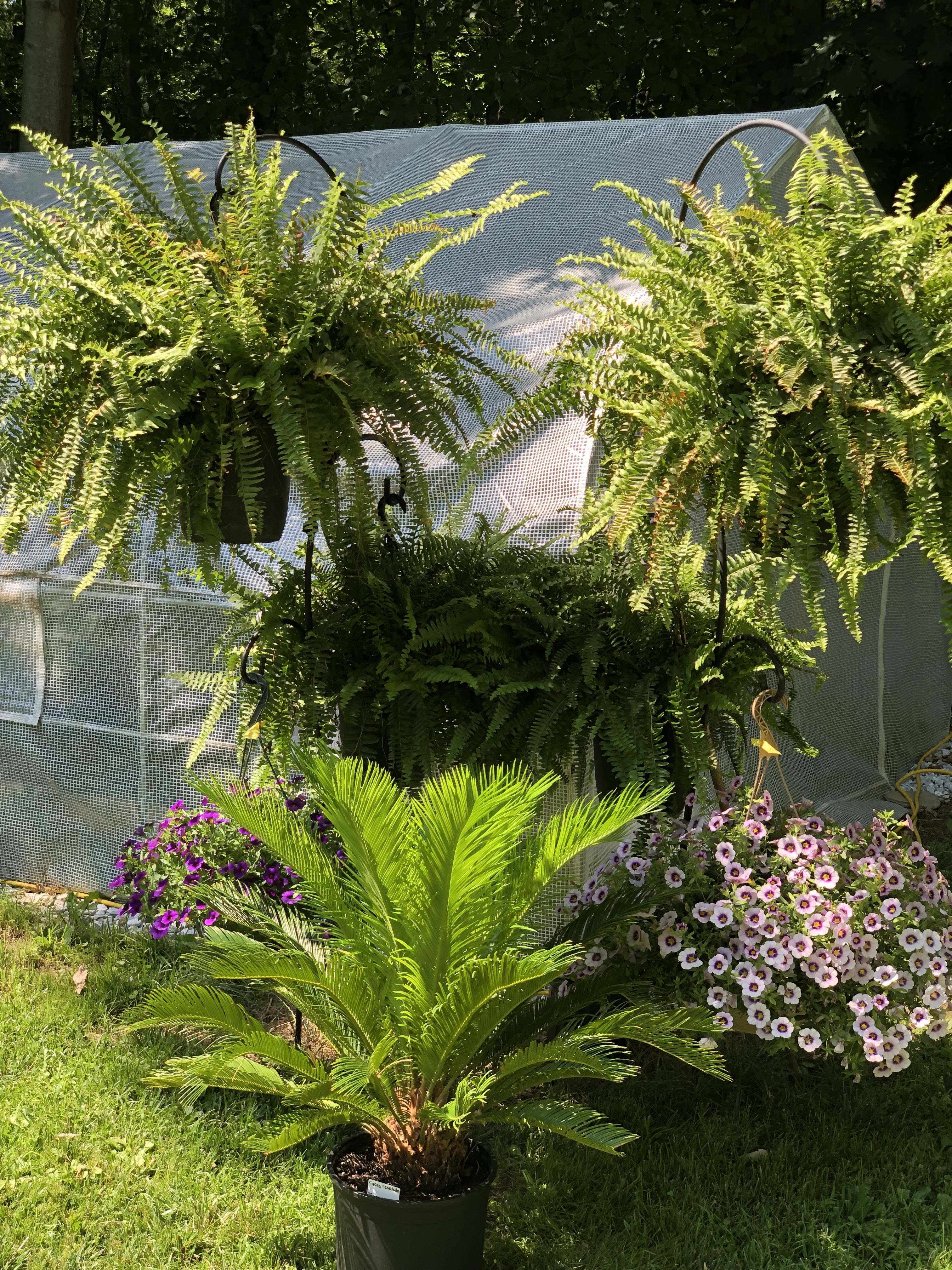 Adams’ Greenhouses